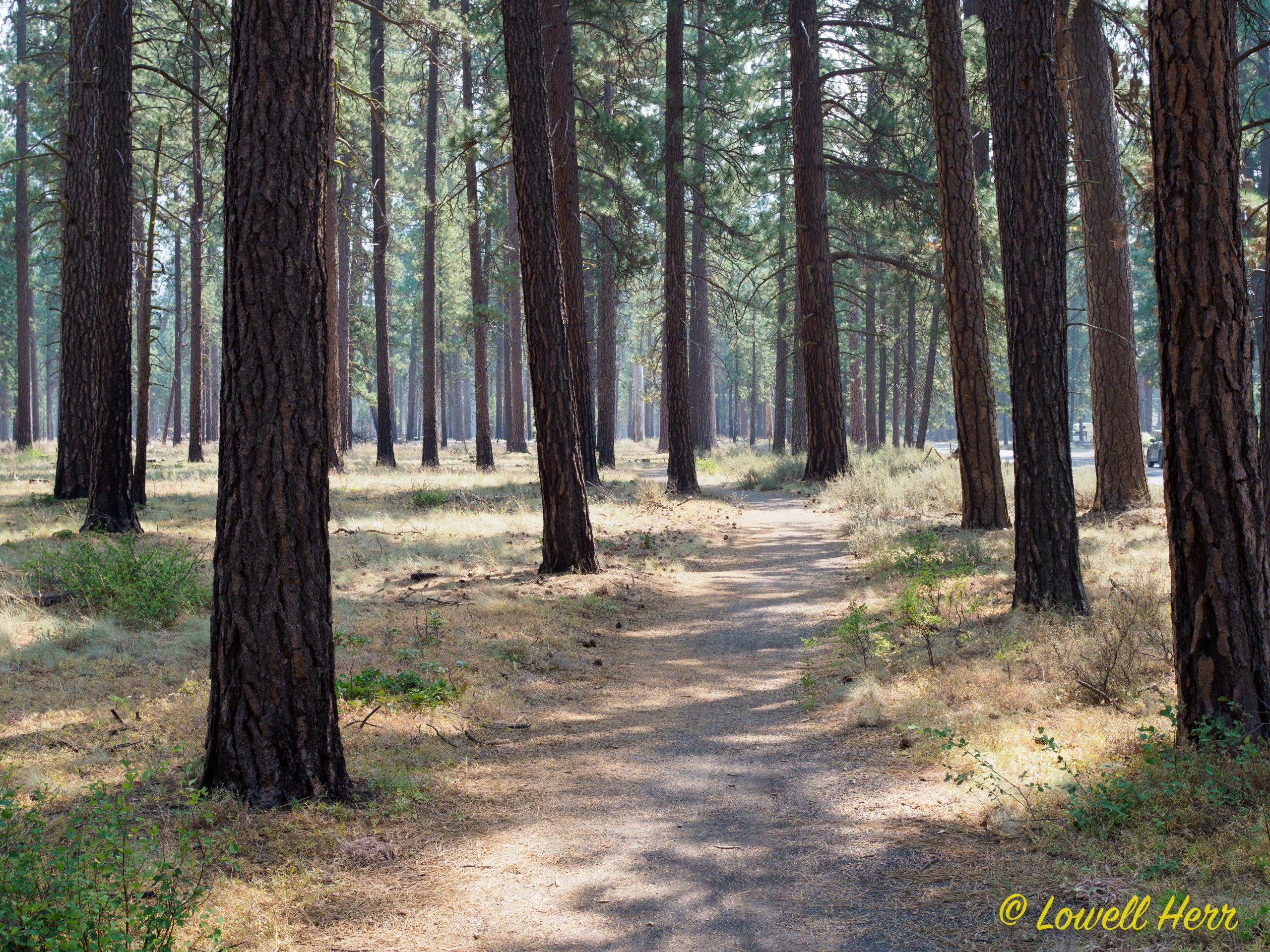 Walking Among Ponderosa Pine 1