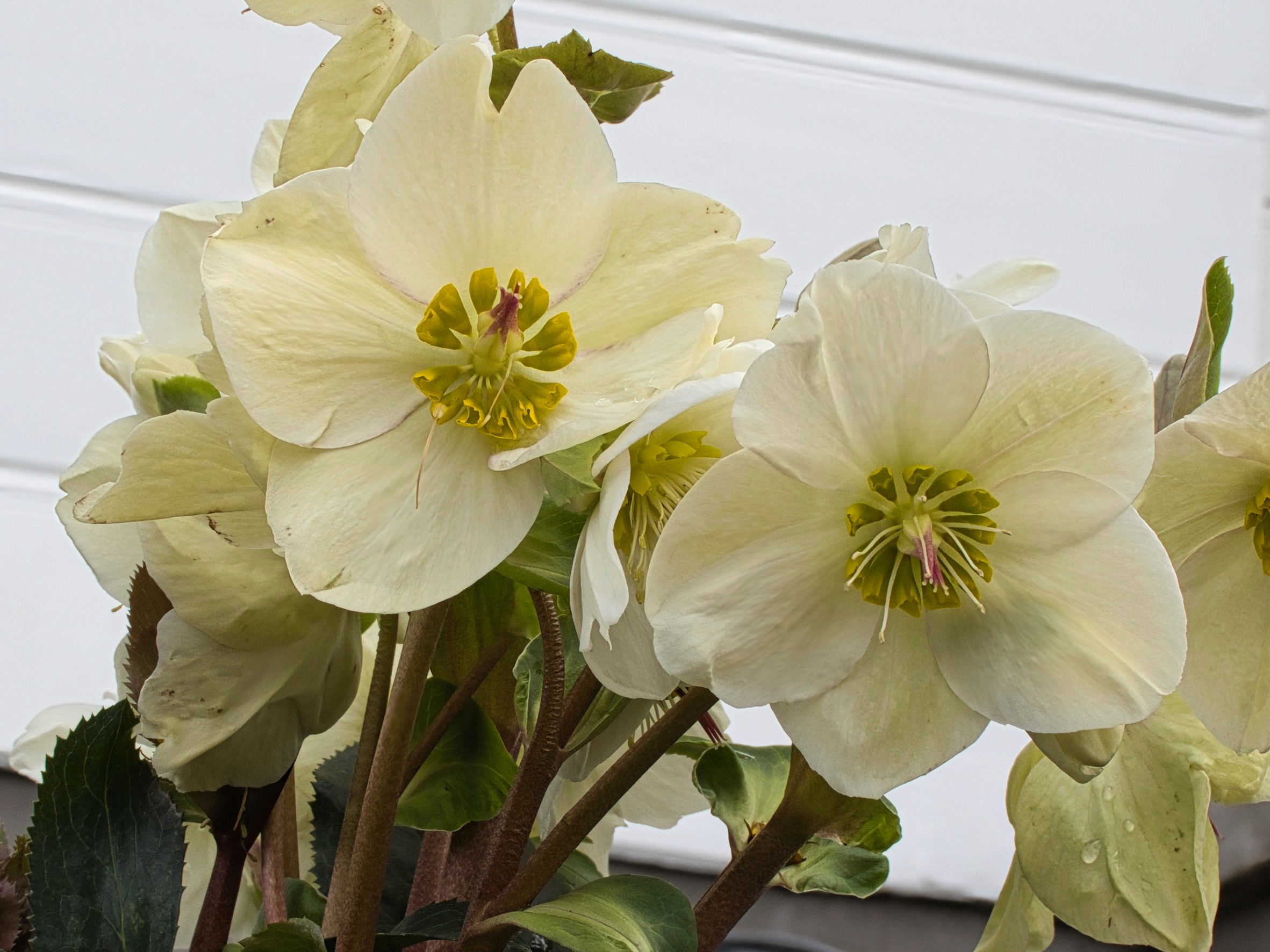Bullish Percent Indicators: 10 March 2023 1 Bullish Percent Indicators: 10 March 2023 1