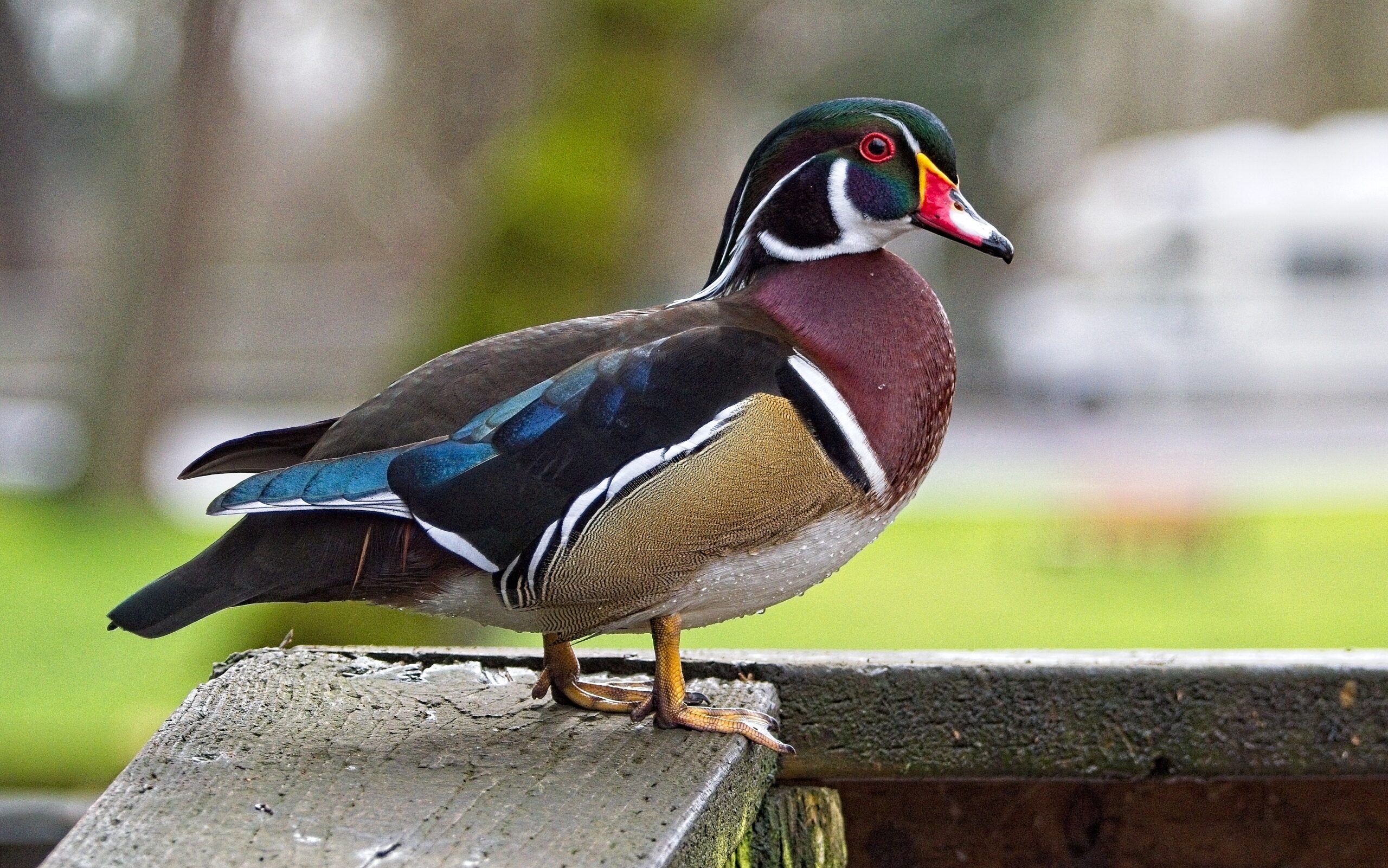 Carson Portfolio Review: 26 February 2026 1