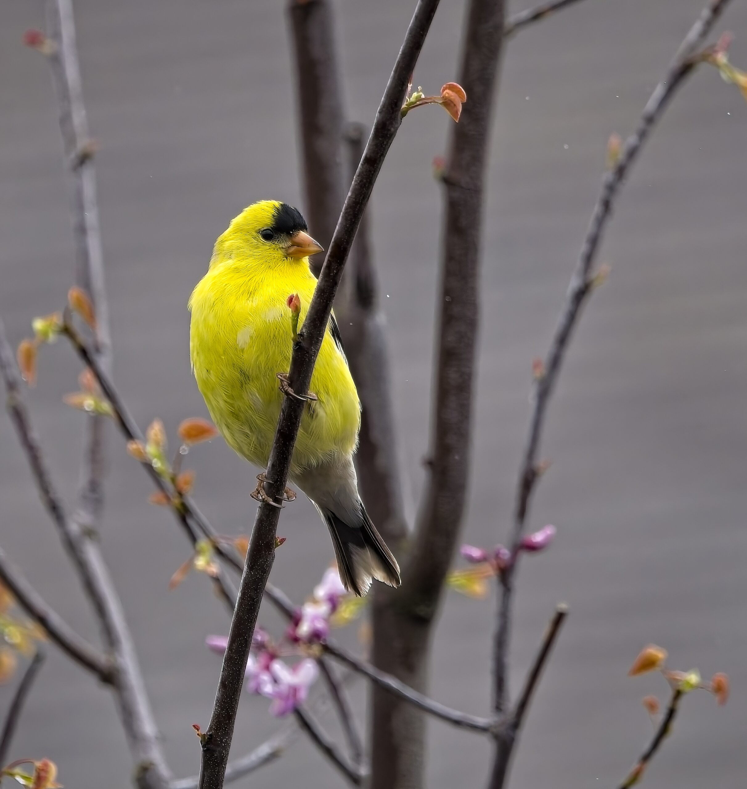 Franklin Sector BPI Portfolio Review: 14 April 2026 1