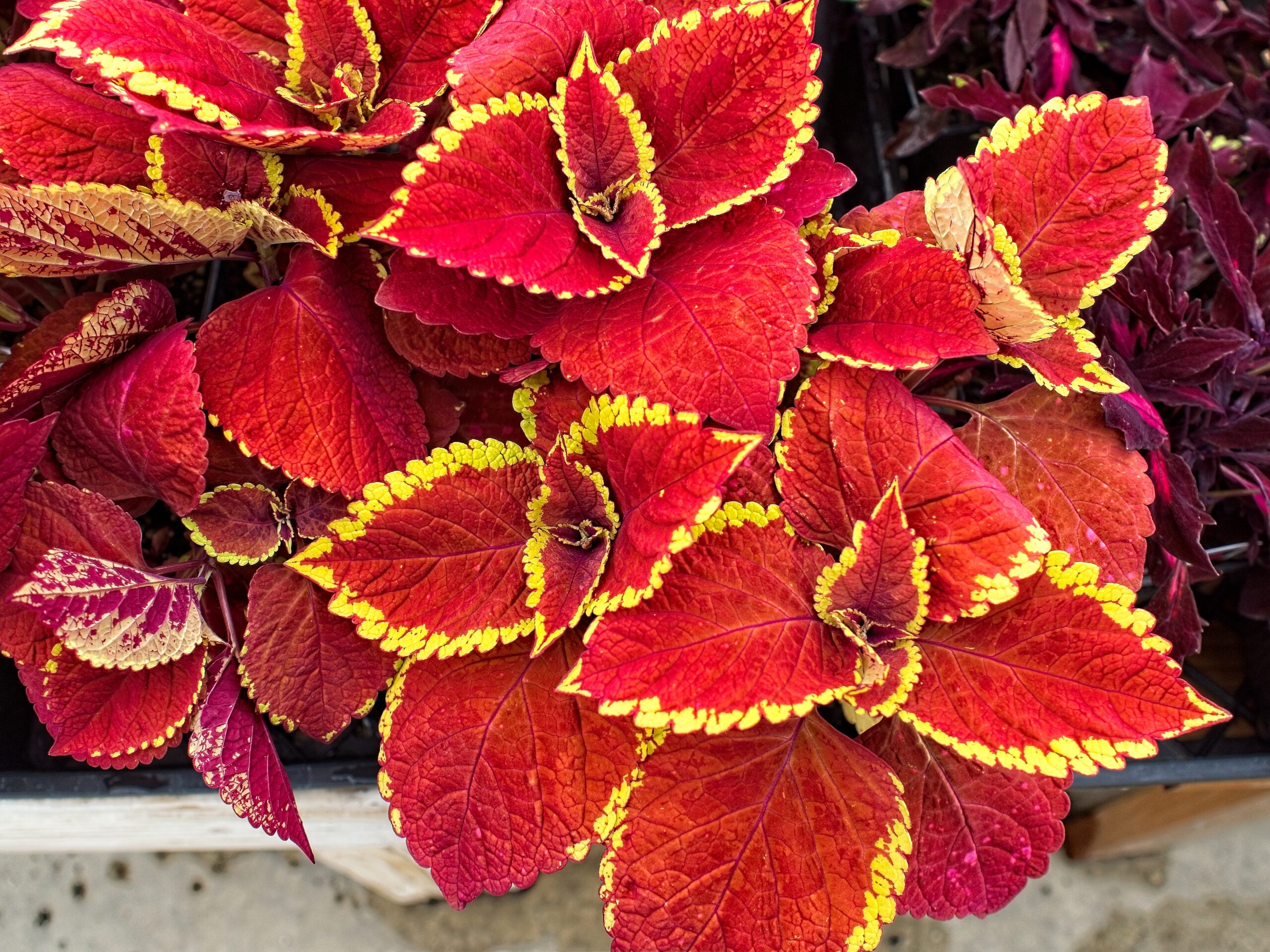 Gauss Portfolio Review: 29 April 2026 1